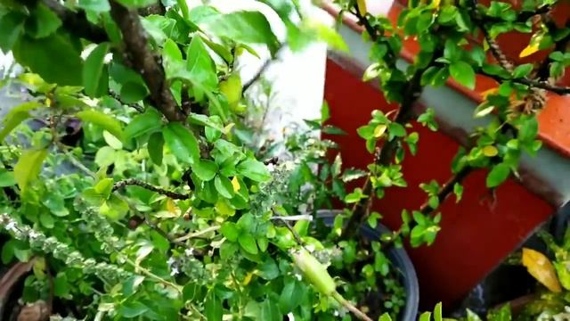 My hibiscus flower plant grafting calection with 100%succes rate смотреть онлайн