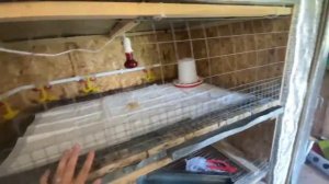 Новые бройлеры кобб-500 Испания, рассказываю о клетках для них