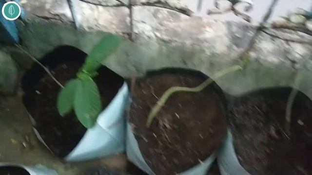 Coconut water fertilizer | save stunted plant | solve transplant shocks | natural plant hormones смотреть онлайн