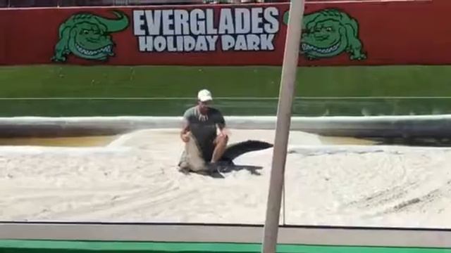 Alligator show by Gator Boys смотреть онлайн