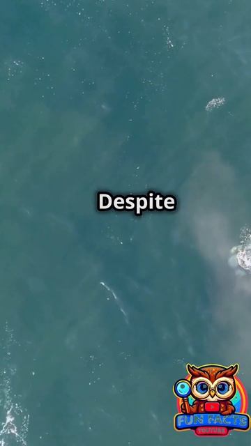 Amazing Blue Whale Facts: The Ocean's Gentle Giants! #shorts #funfacts #nature #animals #viral #for смотреть онлайн