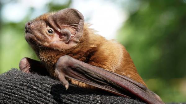 Гигантская вечерница: Самая большая летучая мышь Европы. Она охотится даже на птиц! смотреть онлайн