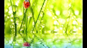 Квантовое смещение. Медитация