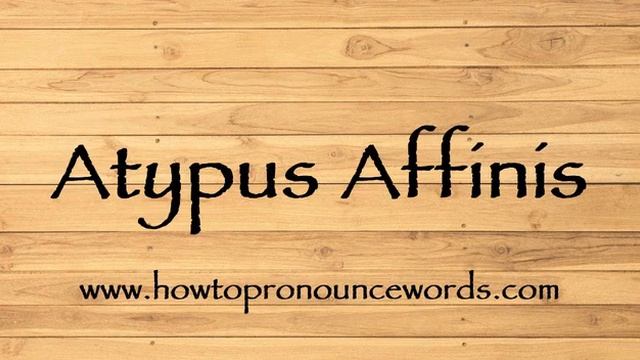 How To Pronounce Atypus Affinis ? How To say Atypus Affinis New Video смотреть онлайн