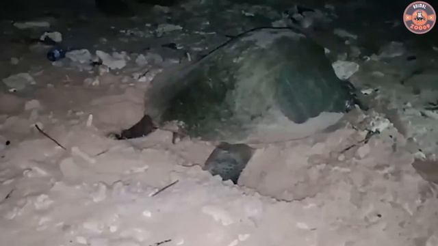 Apa yang Membedakan Kura-kura dari Penyu? Fakta Menarik yang Mungkin Tidak Anda Ketahui! смотреть онлайн