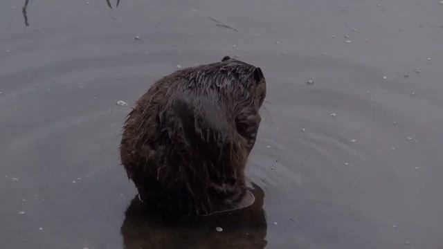 Бобр моется как человек Beaver is washing смотреть онлайн