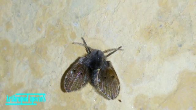 Insect Species - Moth Flies | Bathroom Moth Fly (Clogmia albipunctata) | смотреть онлайн