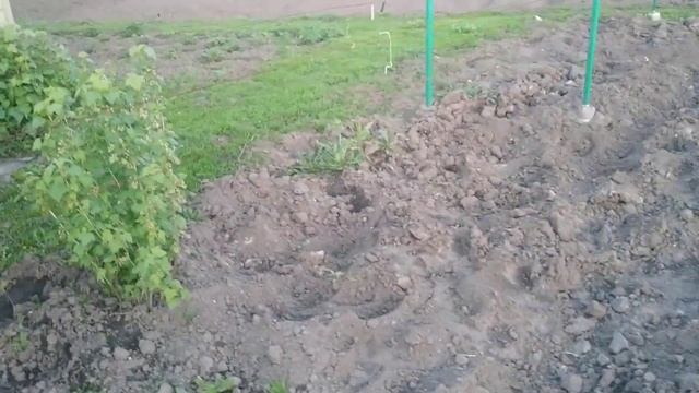 Виноград. 2023г 6 мая . Ждём мороза. смотреть онлайн