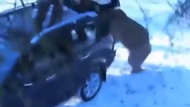 Медведь залез в машину смотреть онлайн