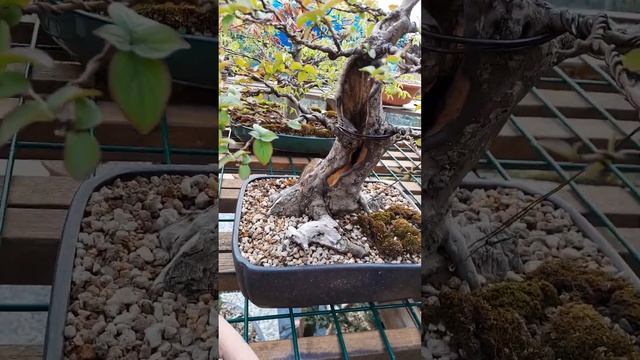працюэмо з бруньками. перегляд матеріалу з минулих відео... смотреть онлайн