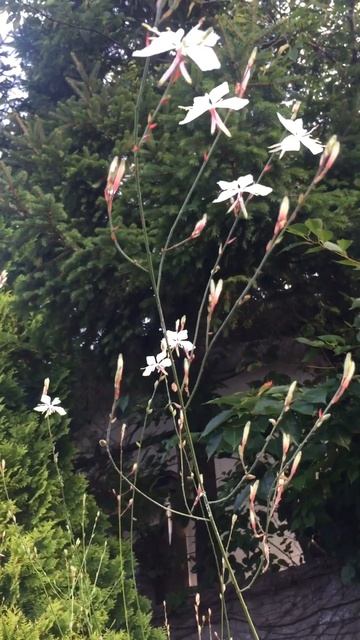 ガウラ(花言葉は、負けず嫌い)😸💕Gaura (flower language is sore loser) смотреть онлайн