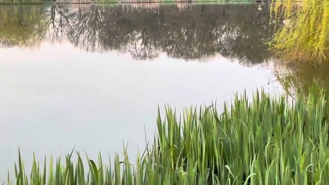 Carp hunting смотреть онлайн