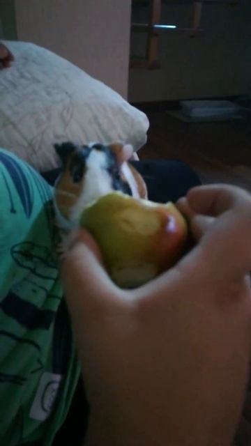 Морская свинка и груша смотреть онлайн