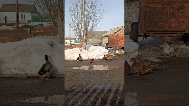Подсадные утки и один селезень 🦆🦆🦆 как в гареме 🤣 смотреть онлайн