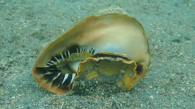 Cassis madagascariensis spinella Clench, 1944 Cameo Helmet PC250278 смотреть онлайн