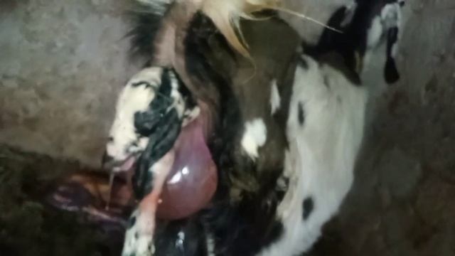 Bakri ke Bacche Mar Gaye 😭😭😭 | Goat Farming New Video | Goat Farm Loss | Goat Birth Dead baby #goat смотреть онлайн