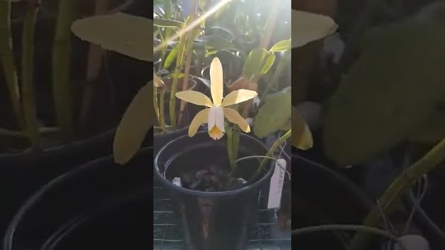 C. Forbessi (Nativa) смотреть онлайн