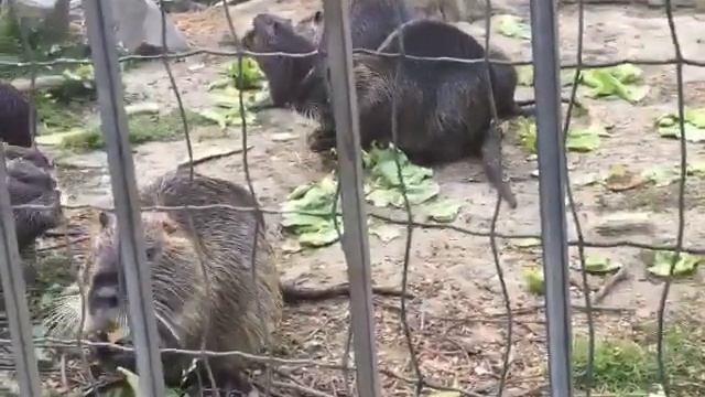 NUTRIA (COYPU) IN TURIN смотреть онлайн