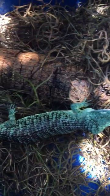 Abronia Graminea 🦎 #reptil #abroniagraminea #reptiles #camaleones #snake #lizards #short #viral смотреть онлайн