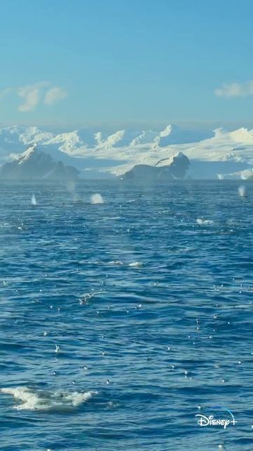 Largest gathering of fin whales EVER seen #shorts смотреть онлайн