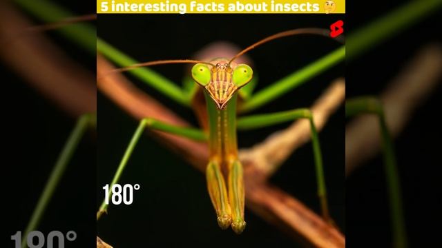 5 Mind blowing facts about insects|5 interesting facts about insects#19#shorts#mindblowingfacts#fac смотреть онлайн
