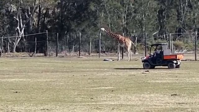Birth Of A Baby Giraffe At Mogo Zoo Australia