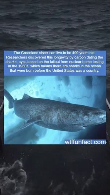 #TheoryHubshortfact |Fact about "The Greenland Shark" смотреть онлайн