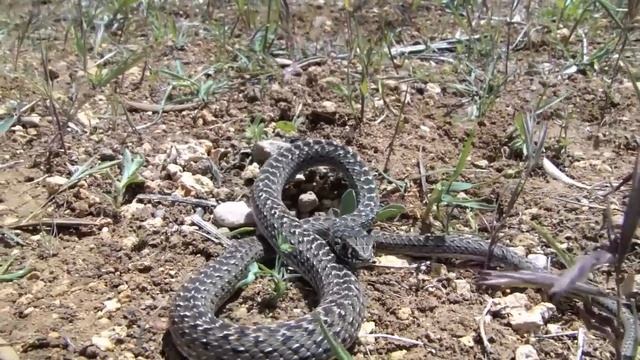 Malpolon monspessulanus смотреть онлайн