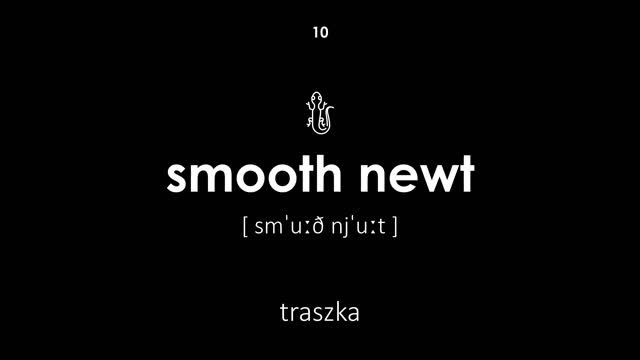 Gady po angielsku (Głos męski, czarne tło) смотреть онлайн