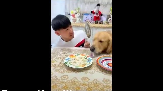 Собака кушает смотреть онлайн