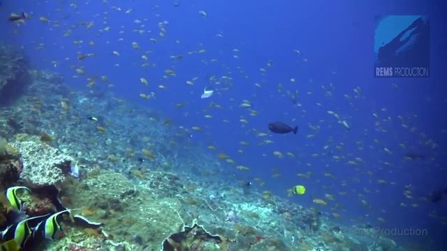 Mola dive at Crystal Bay, Bali with Atlantis Dive Center, October 2nd 2014 смотреть онлайн