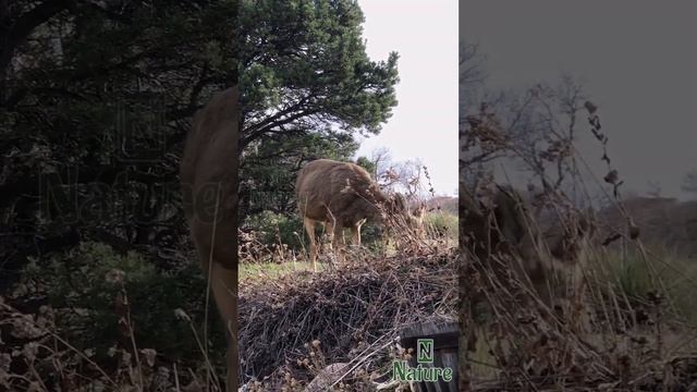 Nature | deer | animal | forest | beautiful scenery | relaxing | realistic clip | PT 3| 🦌🏞️🌄🥰😍❤️💕 смотреть онлайн