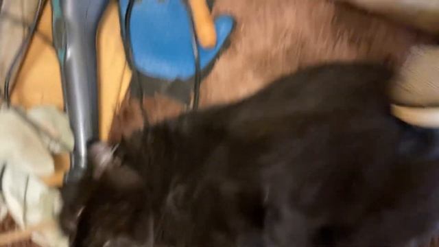 Котики Life of 6 cats. 17 марта 2024 г Все пришли чухи - чухи делать! смотреть онлайн