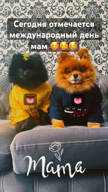 Дорогие мамы, мы вас очень сильно любим!!!🥰🥰🥰 #shorts #dog #pets #pomeranian #собака #шпиц смотреть онлайн