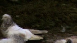 Кировоградские голуби-в гостях у голубеводов Кировограда