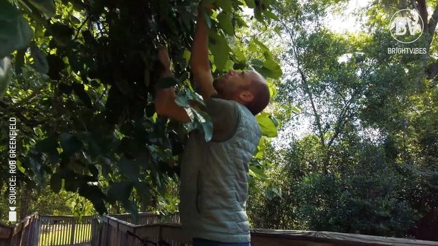 For one year, Rob Greenfield grew and foraged ALL of his food смотреть онлайн