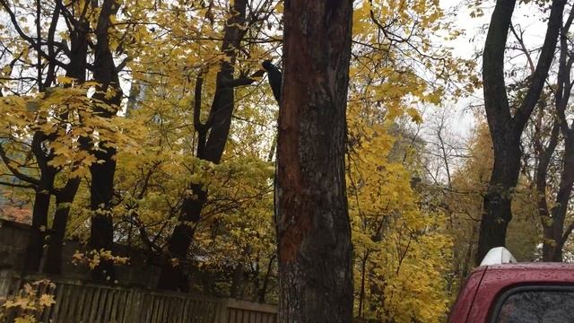 Чёрный дятел Black Woodpecker