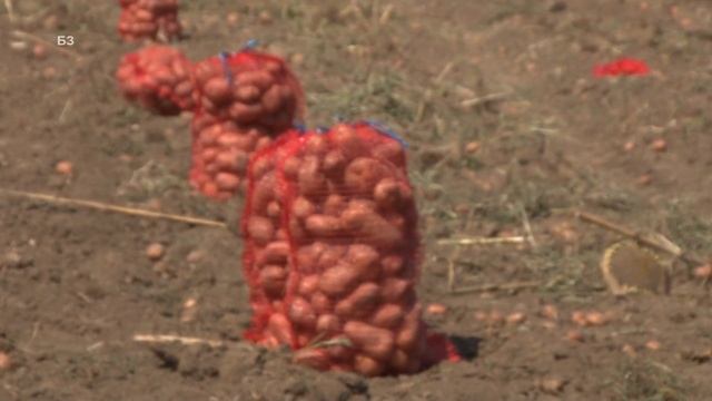 KAKO DA KROMPIR NE KLIJA u skladištima - sada kada su zabranili hlorprofam - ETERIČNA ULJA ?! смотреть онлайн