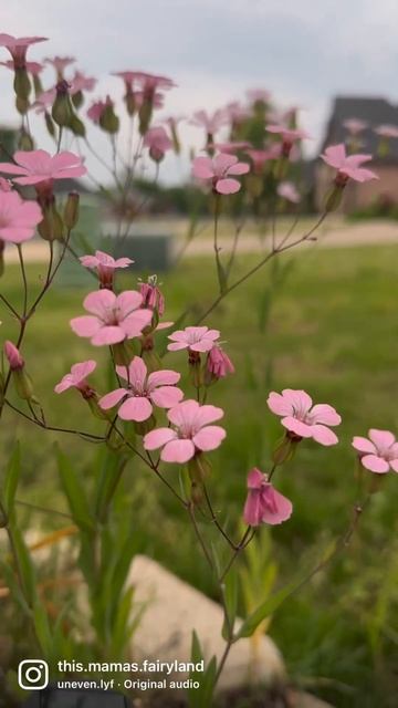 Wild Flowers - Cow Cockle #gardenflowers #shorts #gardenshorts #gardenvideo #flowergarden смотреть онлайн