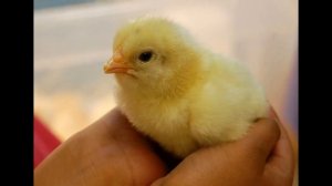 Цып цып, мои цыплятки