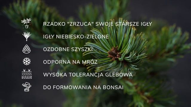 SHIZUKAGOTEN - Sosna Drobnokwiatowa (Pinus Parviflora 'Shizukagoten') - Opis Rośliny