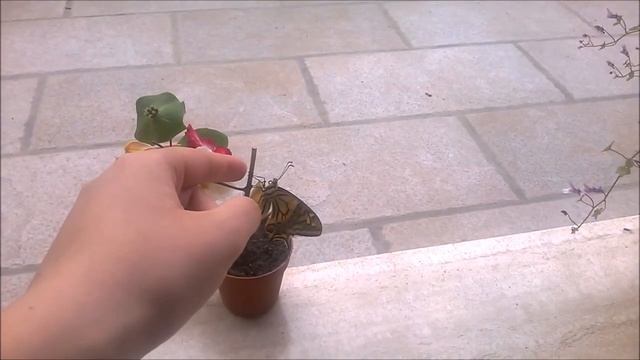 Ciclo vitale Papilio machaon смотреть онлайн