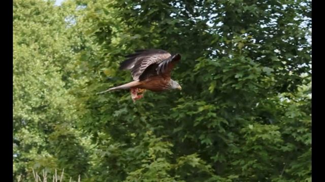 Коршун ворует еду у белых медведей..Bird steals food from polar bears....Скандинавский парк..Дания смотреть онлайн