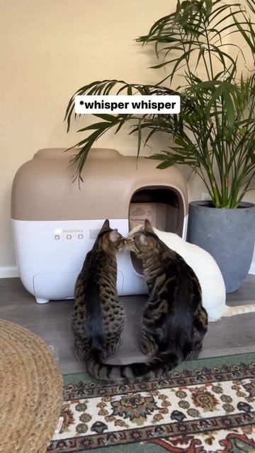 Automatic litter box review! #catmom #catlover #litterbox #catlovers смотреть онлайн