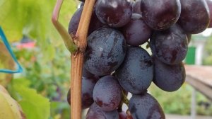 Виноград НИЗИНА. Сезон 2023.