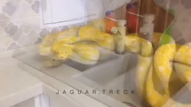 Не заводите змей смотреть онлайн