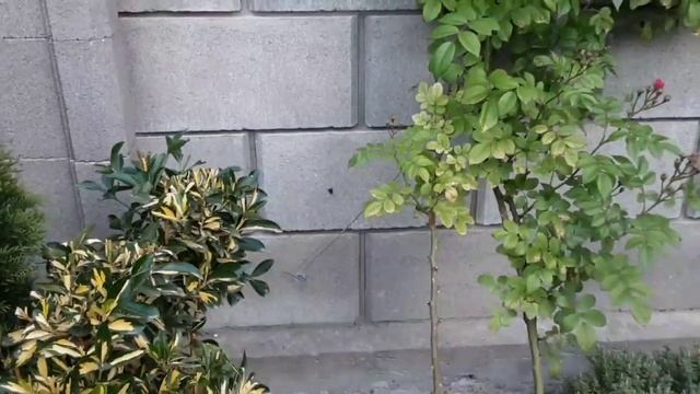 Нехватка элементов у розы. Плетистая роза на глухой стене. Питомник Роз Полины Козловой rozarium bi смотреть онлайн
