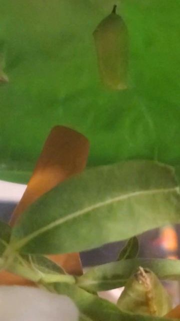 My monarch Caterpillar has turned into a cocoon😁👏🥳 смотреть онлайн