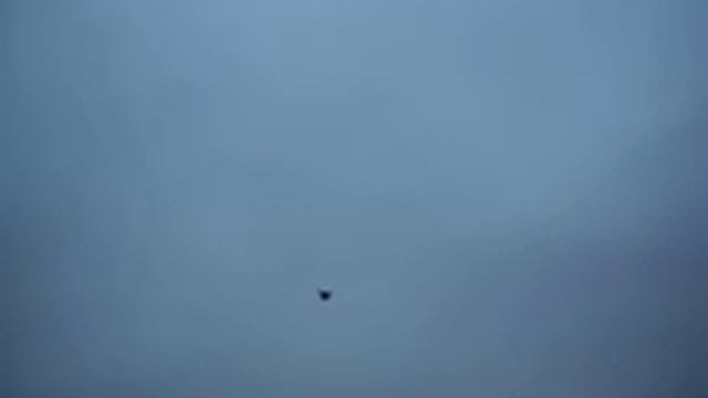 голуби Николаевские 08.11.2017. смотреть онлайн