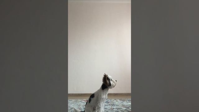 Дрессировка и послушание собаки 🐶 как научить командам 🏅 смотреть онлайн